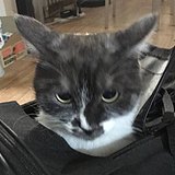 用戶頭像
