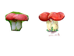 红伞伞速写作业