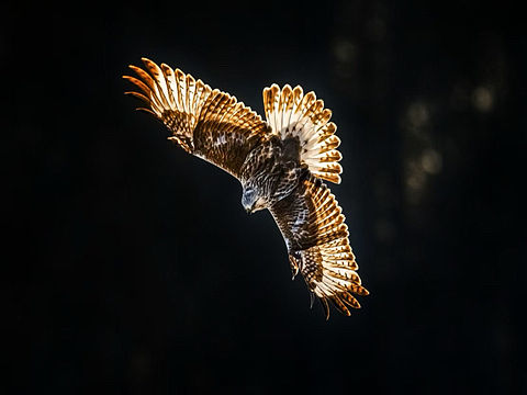 术业有专攻、黄书记的鸟是真的打的好 我就打个虫吧