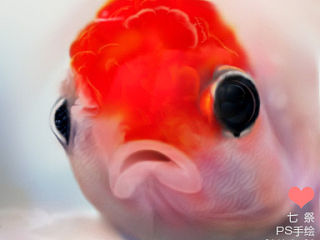 鼠绘呆萌小金鱼