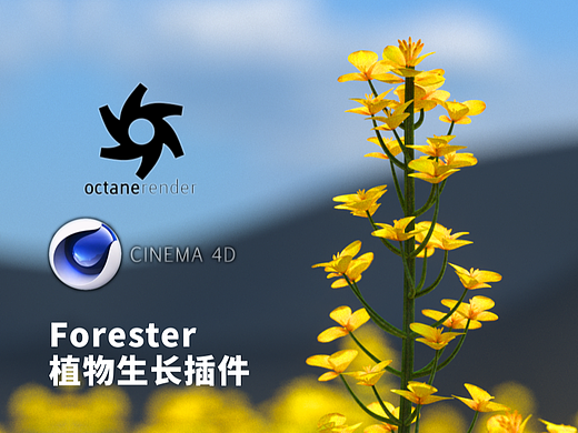 油菜花