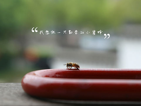 今日一只小蜜蜂拜访