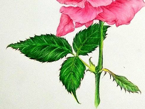 玫瑰花