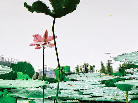荷花
