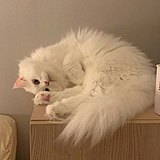 用戶頭像