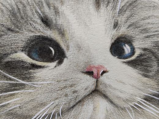 彩铅猫猫