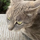 用戶頭像