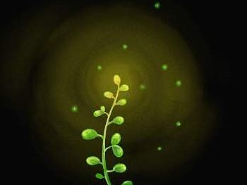 【日常随笔】初芽