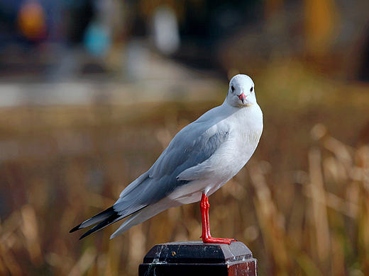 海鸥（个人主页-ZMjA1MDg2MjQ=） - 宠物摄影 - 站酷设计师木鱼说原创素材 - 站酷ZCOOL