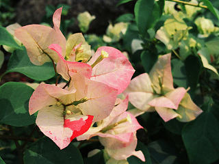 一抹胭脂色（個(gè)人主頁-ZNzM1ODY3Ng==） - 風(fēng)光攝影 - 站酷設(shè)計(jì)師KIKI7_原創(chuàng)素材 - 站酷ZCOOL