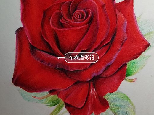 布衣唐彩铅-玫瑰花