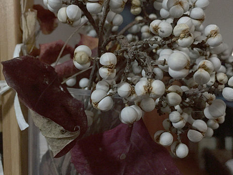 乌桕果（个人主页-ZMjU0Mzg1NzI=） - 产品摄影 - 站酷设计师槐画儿原创素材 - 站酷ZCOOL