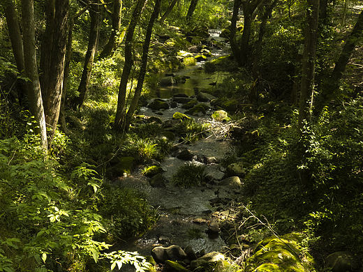 森林公园（个人主页-ZNDQwMzIwNDQ=） - 风光摄影 - 站酷设计师Stone_Studio8原创素材 - 站酷ZCOOL