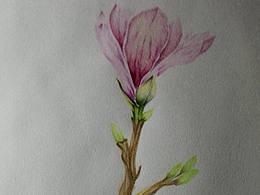 最近练习的小画～～～玉兰