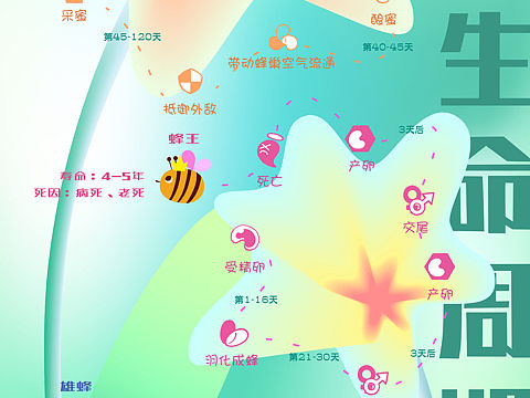 蜜蜂生命周期信息可视化🐝