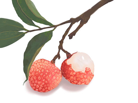 插畫-水果練習（個人主頁-ZNTcxMjA0NjA=） - 創(chuàng)作習作 - 站酷設計師肆一一一一原創(chuàng)素材 - 站酷ZCOOL