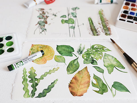 水彩植物 夏天的颜色