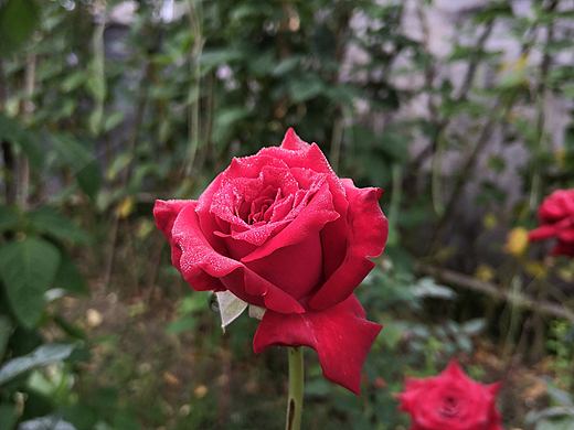 鲜花