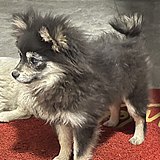 三度和弦的头像