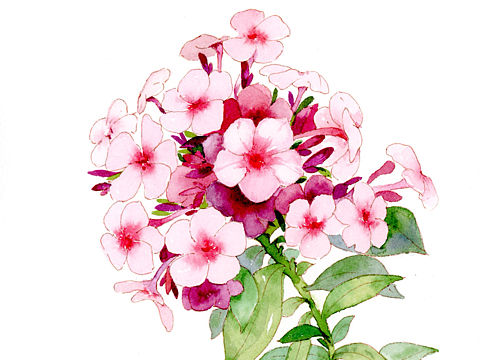 花卉合集