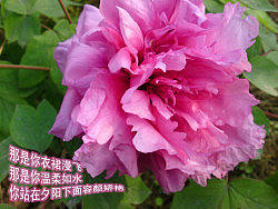 手机摄影SE C905 用心去拍生活