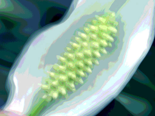 我也不知道是什么？（個人主頁-ZMTY1OTk2NTY=） - 風(fēng)光攝影 - 站酷設(shè)計師白袍哥原創(chuàng)素材 - 站酷ZCOOL