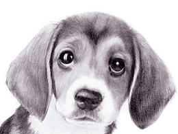 素描，狗