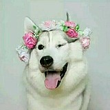 SJ库的头像