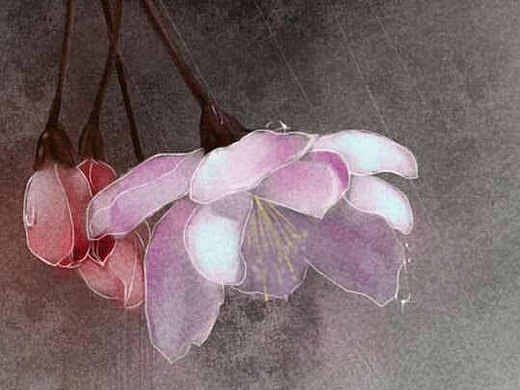 节气之花