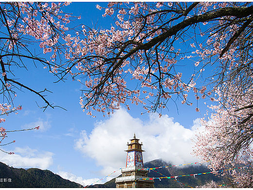 桃花朵朵开，西藏林芝的桃花-【茸城老T】摄影