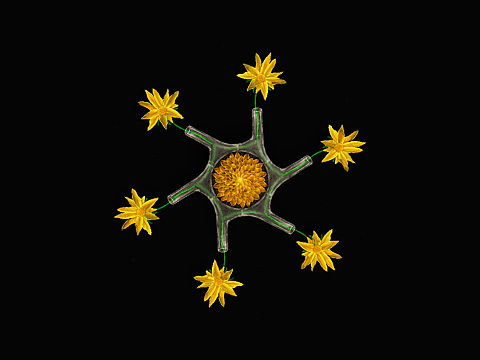 菊