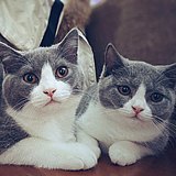 小金鱼LittleFish的头像