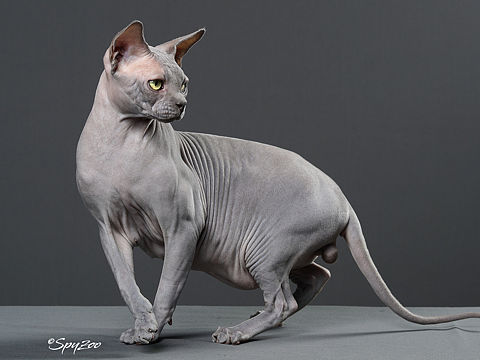SPYZOO猫赛猫照片之「斯芬克斯无毛猫」