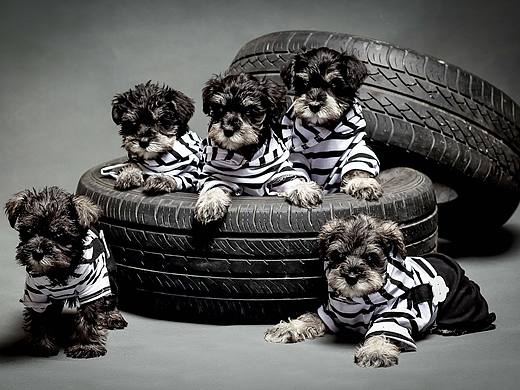 苏州哮天犬宠物摄影