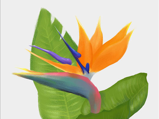 「和布林老師學插畫」植物篇4（个人主页-ZMTk5MzA0MjA=） - 创作习作 - 站酷设计师ruhi原创素材 - 站酷ZCOOL