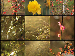 【摄影】柔软的春