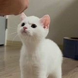 野生小浣熊的头像
