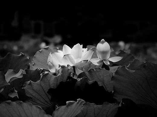 荷花（个人主页-ZMTcxMDI3NzI=） - 其他摄影 - 站酷设计师原上原创素材 - 站酷ZCOOL