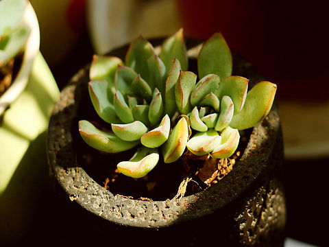 多肉盆栽（個人主頁-ZMjM5MjY2OTY=） - 產(chǎn)品攝影 - 站酷設(shè)計(jì)師時光奧利奧原創(chuàng)素材 - 站酷ZCOOL