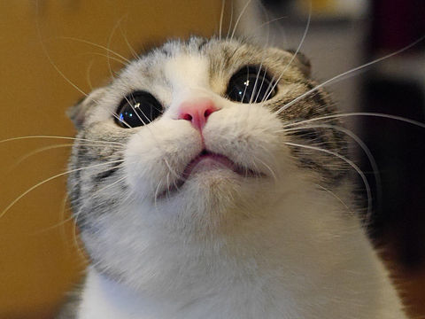 喵警長～（個人主頁-ZMTg3NTk3NTI=） - 寵物攝影 - 站酷設(shè)計師6喵SixiSmeow原創(chuàng)素材 - 站酷ZCOOL