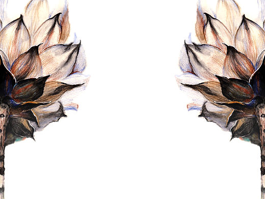 水彩花卉作品集