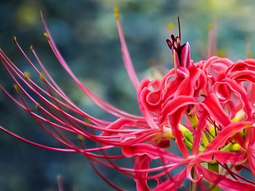 彼岸花（個人主頁-ZMTQwMTA2MzY=） - 風(fēng)光攝影 - 站酷設(shè)計師裔風(fēng)Bert原創(chuàng)素材 - 站酷ZCOOL