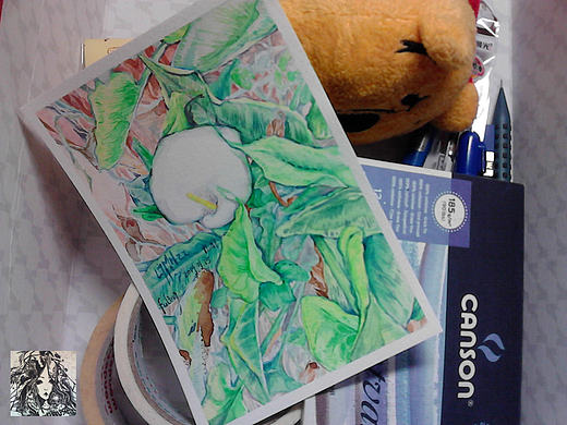 馥淋手绘水彩-马蹄莲写生-【2014-01-15】-【填坑】