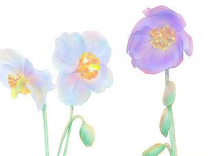 水彩花卉插画