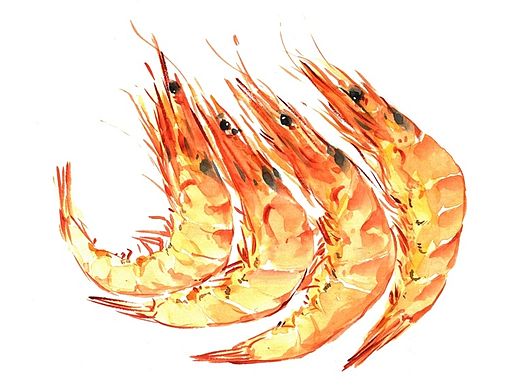 人类食谱-海鲜