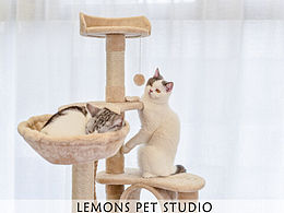 猫爬架