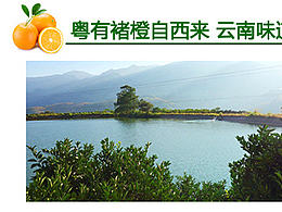 褚橙