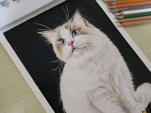 彩铅-猫咪