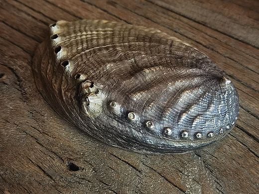 银翻刻<鲍鱼贝>