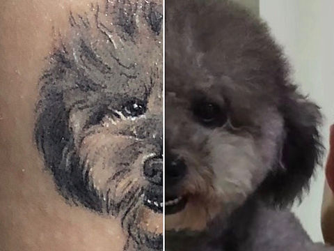 狗狗照片设计